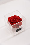 FOREVER Signature Collection - Mini single Rose
